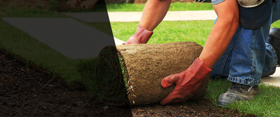 Tucson Landscapers